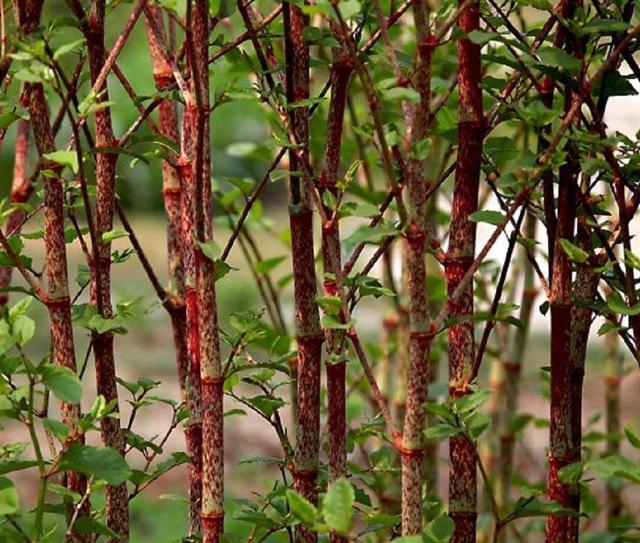 野生虎杖根全图，虎杖根是什么样子（房前屋后看见这草）