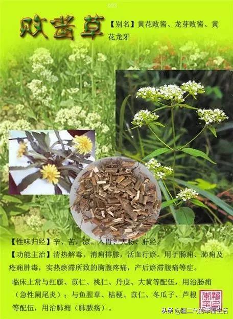 常见中草药图谱，中草药经典图谱（让你知道常用药都长啥样）