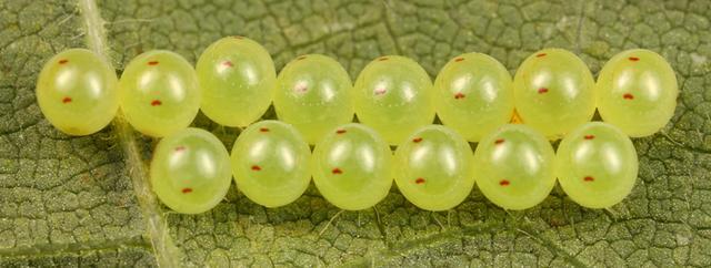 蜻蜓的特点是什么，蜻蜓的特点是什么技能（蜻蜓的特点是什么）