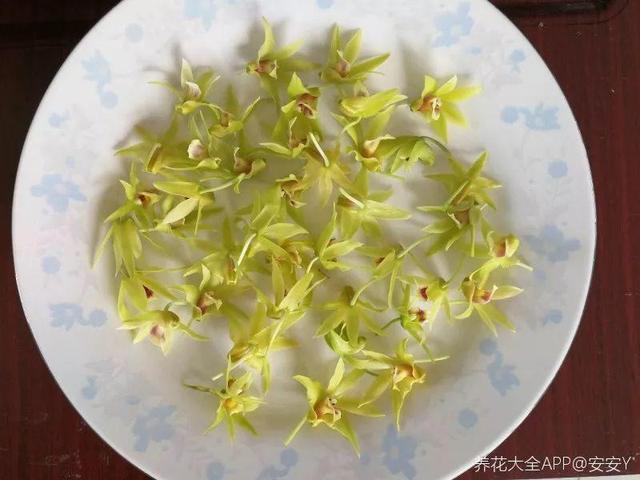 不锈钢盆可以放烤箱吗，烤箱里可以放不锈钢盆吗（10种花最养人）