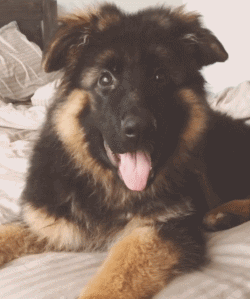 呆萌狗狗，呆萌狗狗道具（呆萌+有趣+憨厚图片）