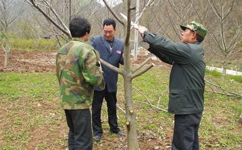 核桃樹修剪時間和方法,核桃樹剪枝最佳時間(核桃樹什麼時候修剪最合適