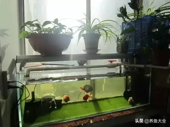 金鱼缸价格，金鱼缸价格及图片（打造一个室内迷你生态园）