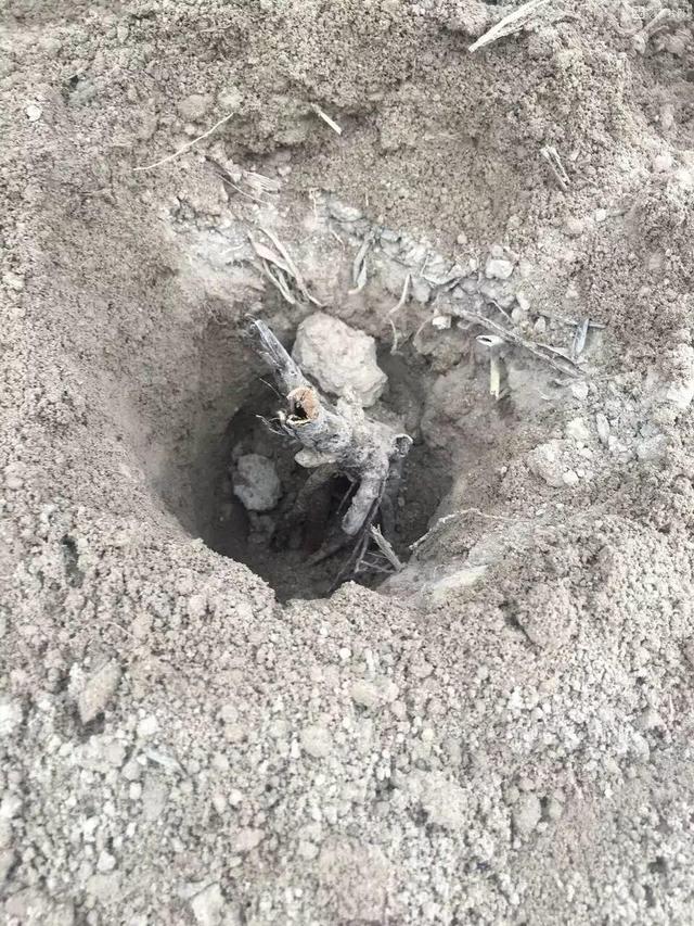 芍药不开花的解决办法，芍药一直不开花怎么办（开花个个比拳头大）