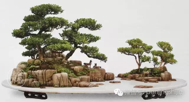 黄杨木盆景养护注意事项，怎样养黄杨木盆景（一组黄杨盆景精品欣赏）