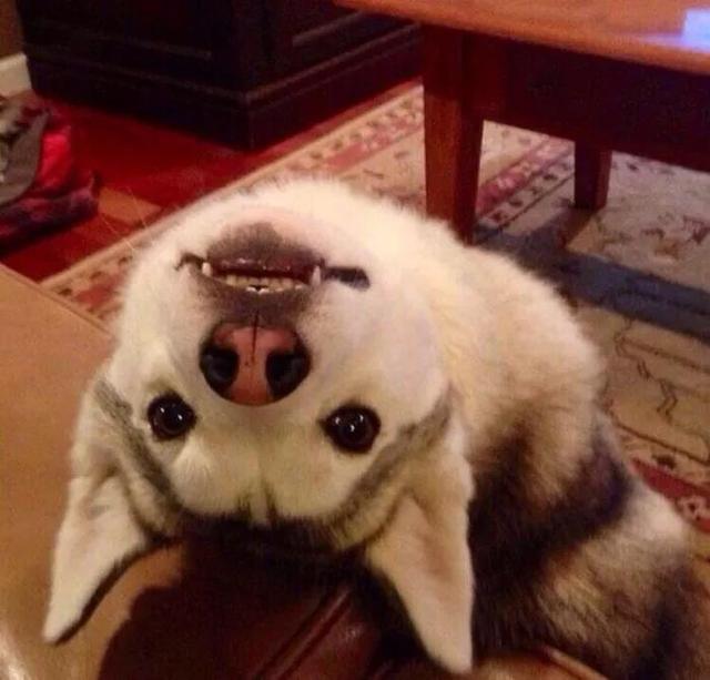 狗狗头像微信，狗狗头像（唯独你是我情之所钟）