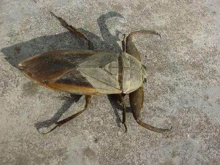 中华婪步甲怎么会在家里出现,中华婪步甲会在家里繁殖吗(净享生活,常