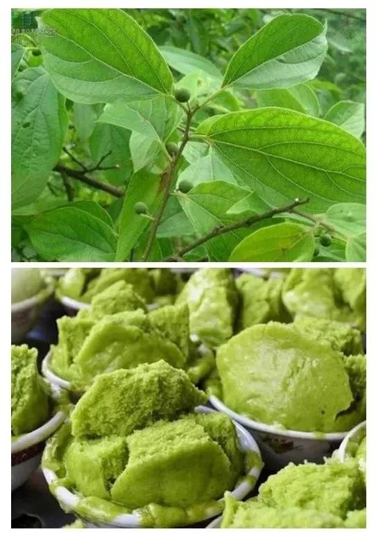 朴籽树叶的功效，朴籽树（潮汕这种风俗少不了）