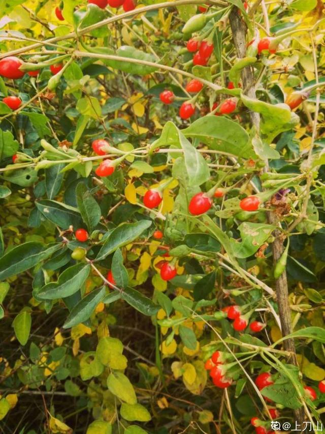 枸杞根的功效与作用，枸杞根的作用与功效（明年呼呼长成小盆栽）