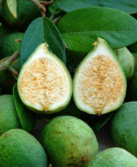 薜荔果怎么做凉粉,薜荔果凉粉用什么凝固(农村这种野果还能制作凉粉)