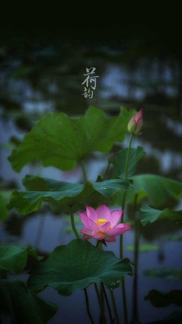 优质唯美壁纸，唯美好看壁纸（20张精选唯美壁纸图片）