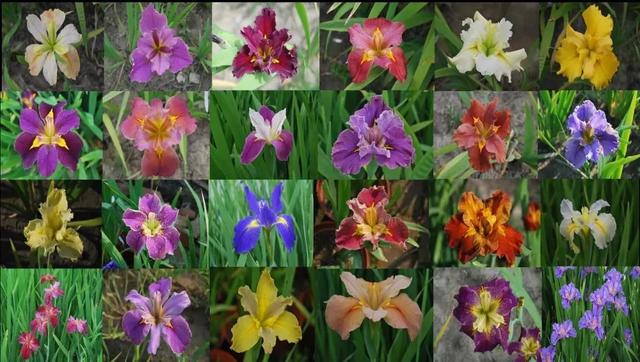 鸢尾花的寓意是什么，鸢尾花是什么含义（全球70000多个品种的这类植物原来都叫鸢尾）