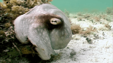 章鱼有几只脚，章鱼有几只脚章章鱼长什么样（它们还是海底的山寨大师）