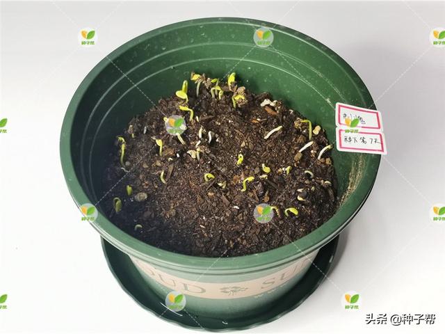 刺槐价格及种植造林技术介绍，刺槐价格及种植造林技术介绍图片（刺槐常被称作是“吉祥树”）