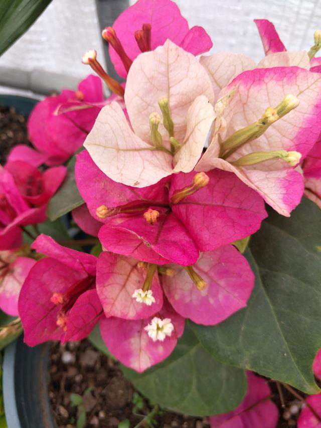 三角梅冬天落叶吗，三角梅冬天落叶怎么办（三角梅冬季落叶落花）