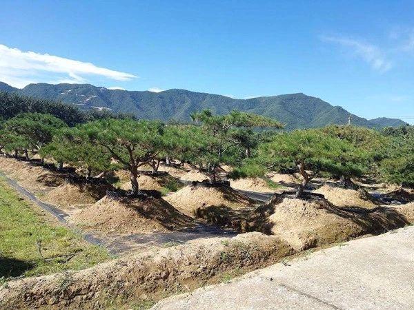 1米塔柏树苗价格多少钱一棵，1米高塔柏价格（这5类苗正在涨价）