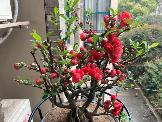 曼陀罗花的传说，曼陀罗花的含义和传说（传说“7种花”）