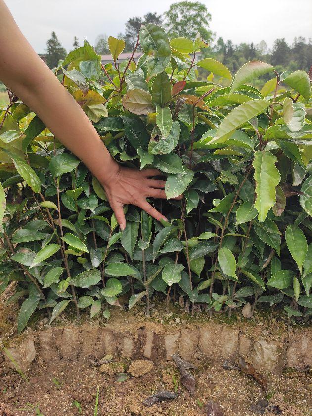 大果红花油茶适应什么地方种植，高档食用植物油、东方橄榄树——大果红花油茶