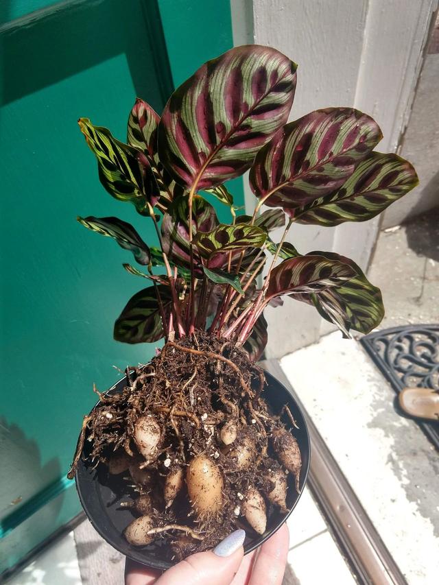 孔雀竹芋有什么作用，孔雀竹芋百科（观赏竹芋就养成室内好看的观叶植物）