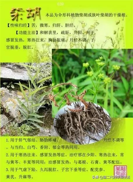 常见中草药图谱，中草药经典图谱（让你知道常用药都长啥样）