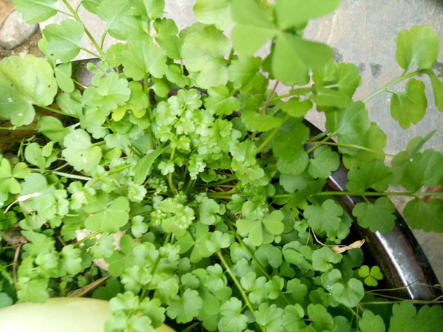 天胡荽，她家兰花盆里咋种一堆“香菜”（天胡荽怎么读）