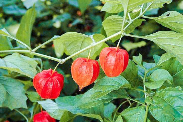 有一种野果叫珍珠果，人称“吉祥果”