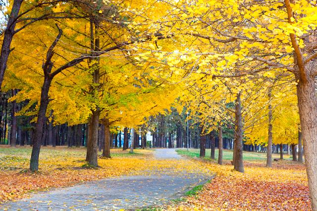 银杏树的资料，银杏树的介绍和特点（看得见摸得着的“活化石”——银杏）