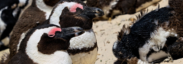 非洲有企鹅吗 ，非洲有企鹅吗蚂蚁（南非63只企鹅被蜜蜂蜇死）