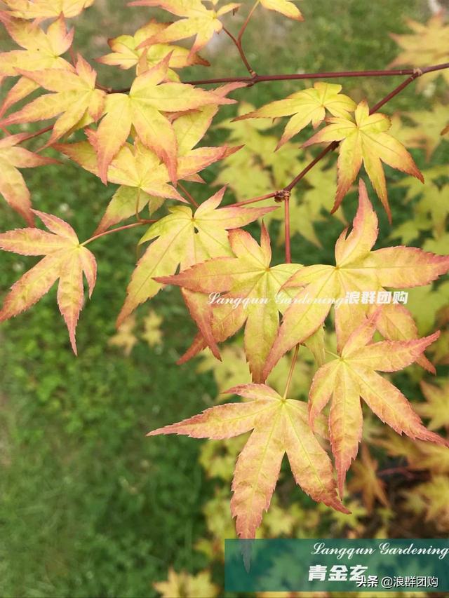 什么样的枫树填空。，什么的枫树填空词语二年级（增添了花园四季色彩之美）