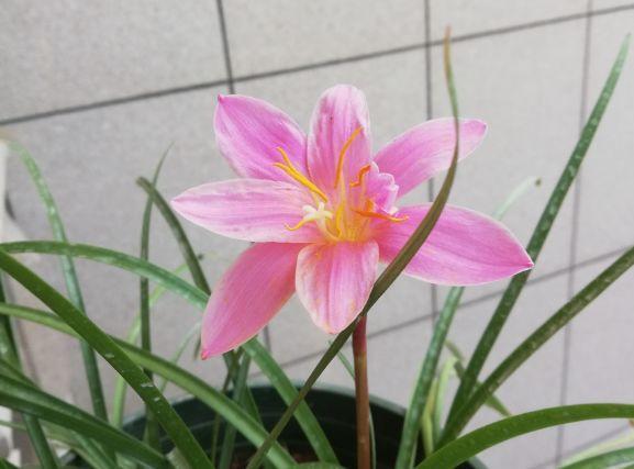 观音莲的花语，观音菩萨与莲花的寓意（守护你的小幸福）