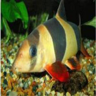 飞凤鱼吃什么食物，飞凤鱼吃什么食物好（哪种工具鱼适合你的鱼缸）