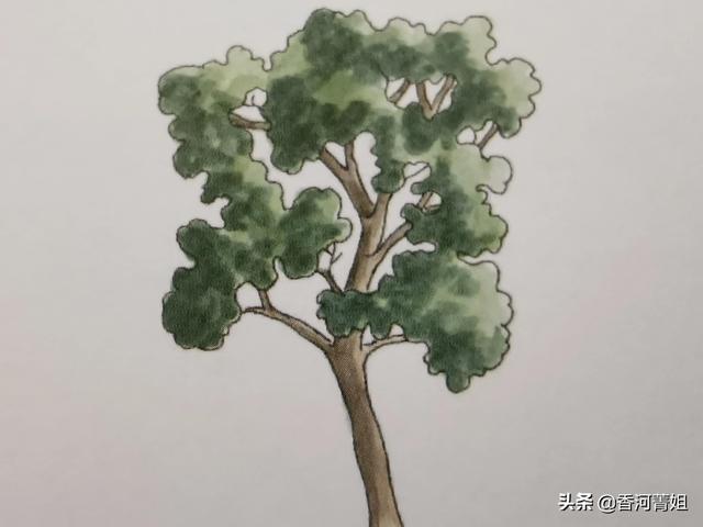 梨树又称什么树，梨树又称什么树呢（梨树～<硬木>）