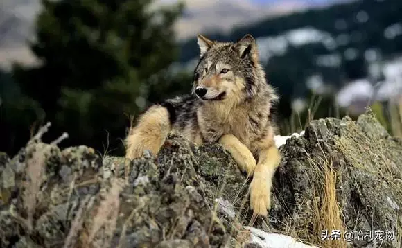 哈士奇和狼的区别有哪些，狼与哈士奇的区别（哈士奇与狼的区别）