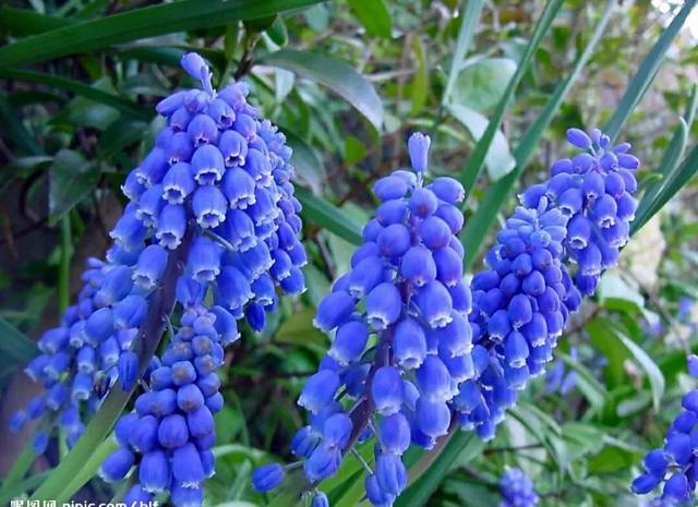 花语传说，一见钟情忘不了（花语传说护肤品）