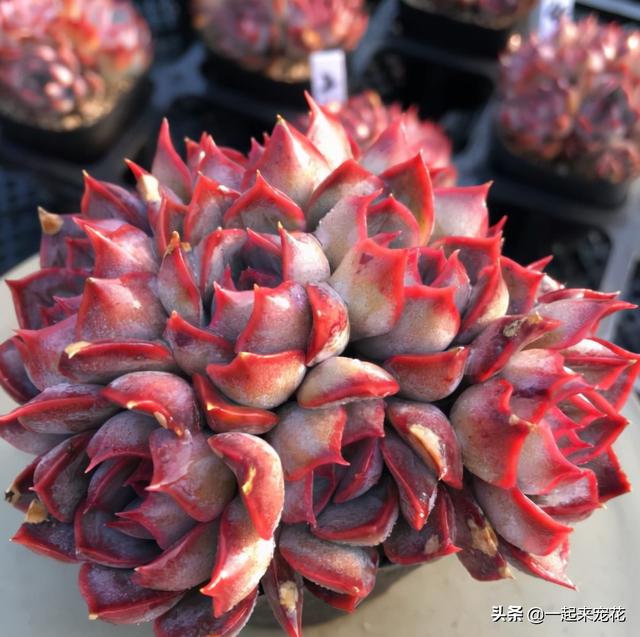 多肉好看的品种有哪些，什么品种的多肉最好看（盘点5种好养又好看的多肉）