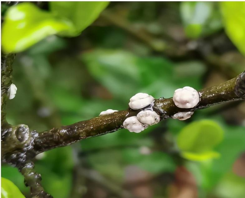 蚧壳虫种类图片(高清图谱带你一次识别数10种介壳虫) - 彝家农业网