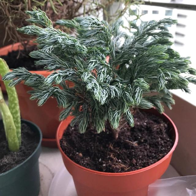 侧柏的特征特性及栽培技术，侧柏的养护与栽培管理（柏树的观赏品种可真多）