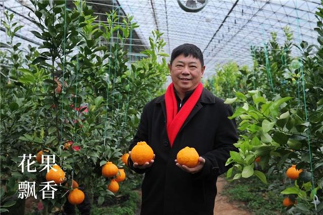 脆蜜金柑的优点和缺点，脆蜜金柑这么好品质、这么高效益