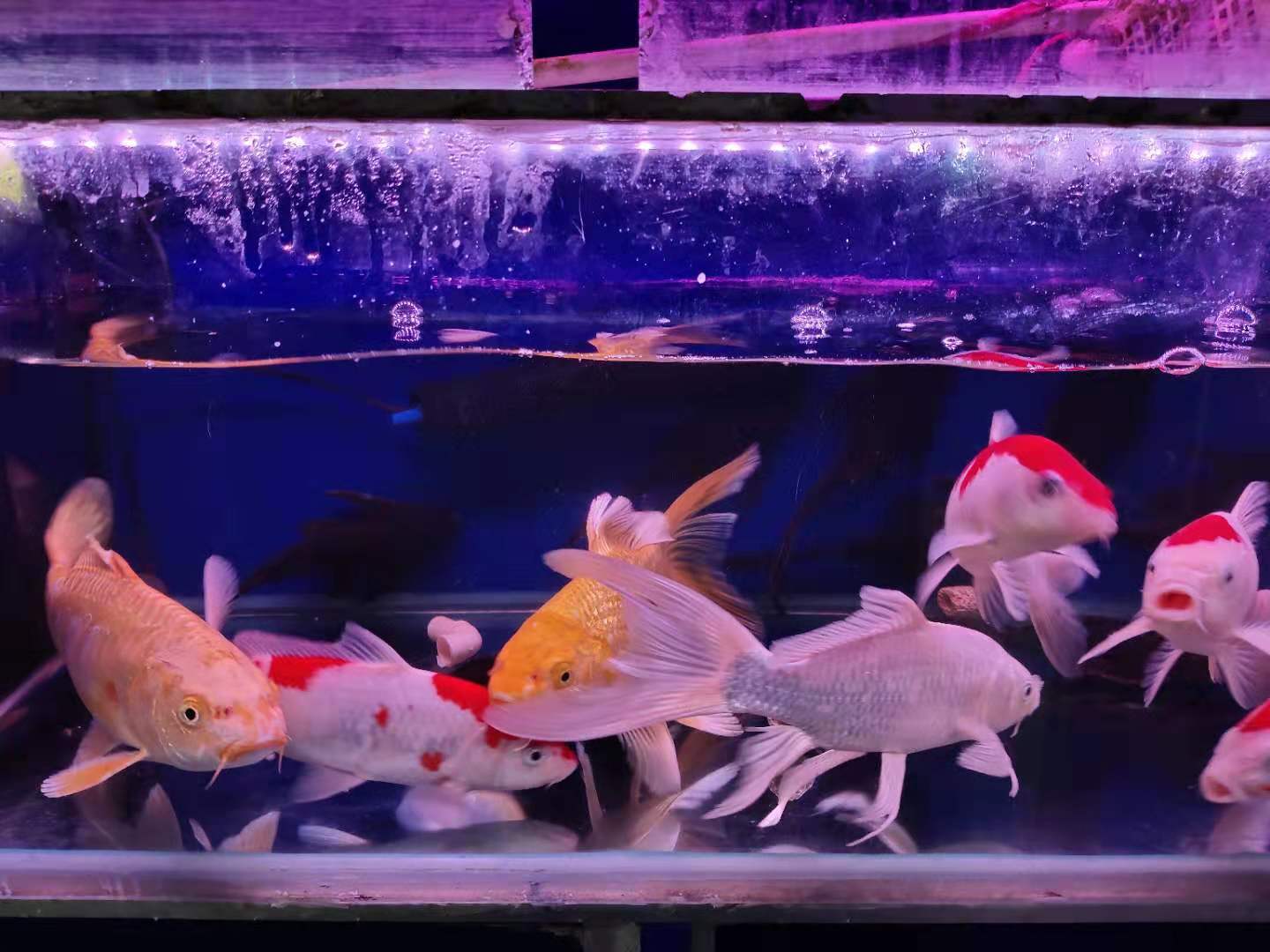 什么鱼新手都养不死(经常出差饲养的观赏鱼养不活) - 去钓鱼