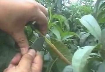 桃树嫁接时间和方法，桃树嫁接时间和梨树嫁接方法（桃树嫁接时间与方法）