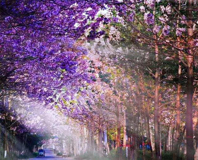 泡桐花（泡桐花花语，泡桐花～紫瓣黄蕊胭脂韵（泡桐花花语是什么）