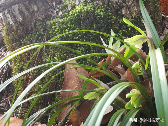 下山兰花应该怎么养，可能就差这最后一步