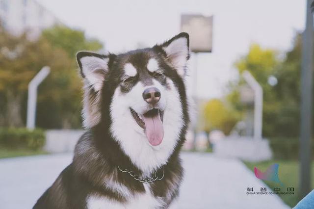 忘八端是什么意思，忘八端（这些俗语被误传了很多年）