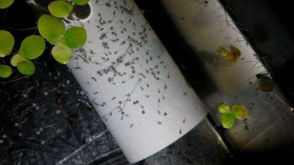 斑马鱼怎么繁殖，斑马鱼在什么季节繁殖（不要轻易的浪费我们手中的小型观赏鱼资源）