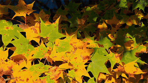 九寨沟在哪个市，九寨沟在哪里个城市（刚刚，九寨沟全域，重新开放）