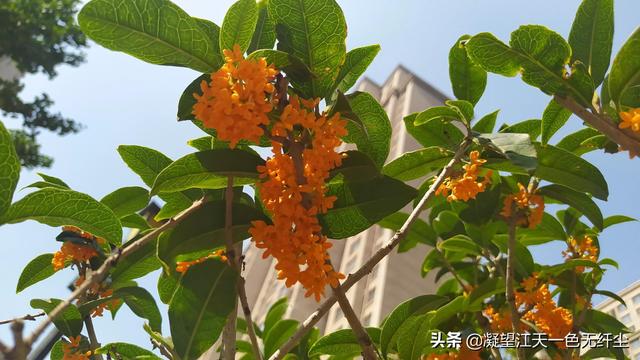 江天一色无纤尘，江天一色无纤尘是什么颜色（我言秋日胜春朝）