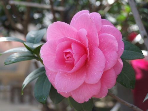 茶花（茶花树），能一直开到明年春天（茶花茶花树）