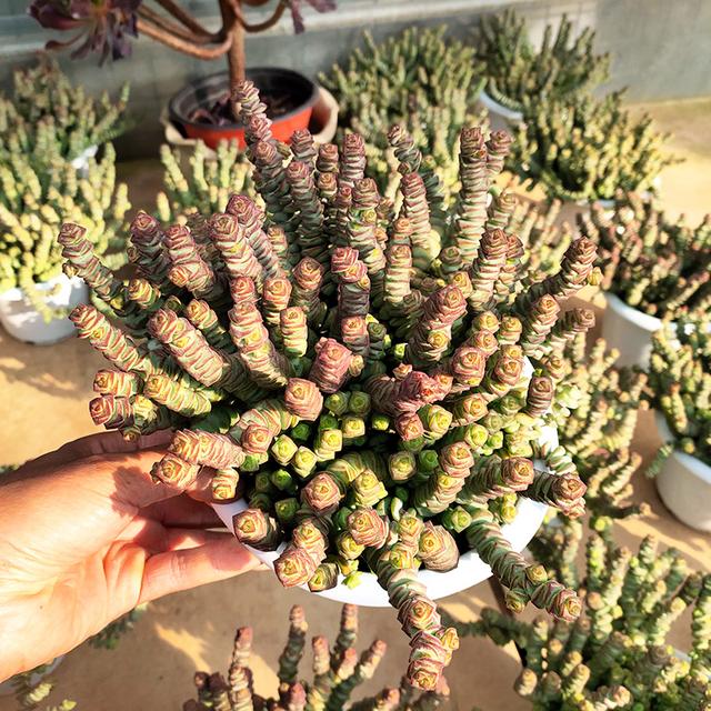 钱串子的养殖方法，钱串子的养殖方法视频（一种多肉叫“钱串子”）