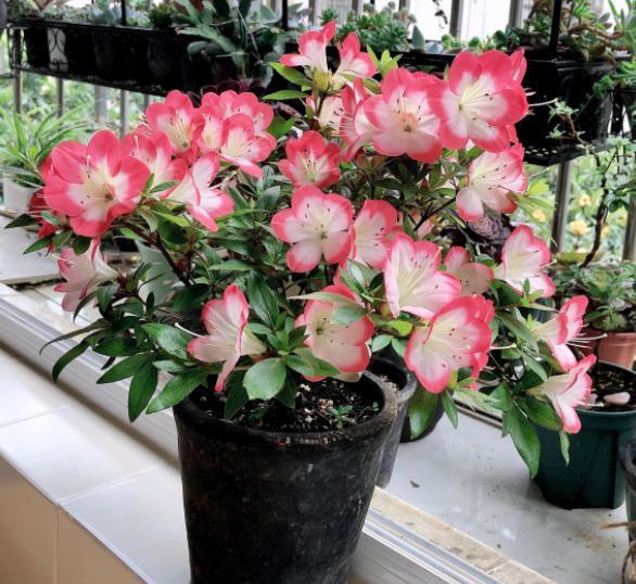 杜鹃花的养殖方法和注意事项，注意“4件事”