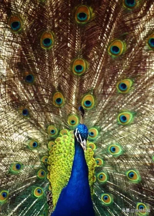 为什么雄性白孔雀也会开屏，孔雀开屏都是雄的吗（白孔雀开屏，太美了）